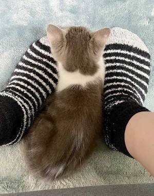 猫を迎えた２日後…撮影された『２枚』に、胸がジーン