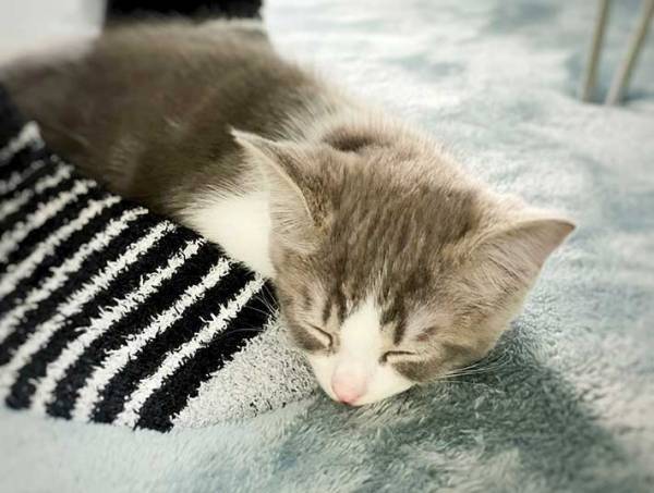 猫を迎えた２日後…撮影された『２枚』に、胸がジーン