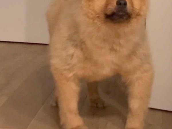 「ムキムキすぎん？」　愛犬を撮影した動画に、じわじわ笑う