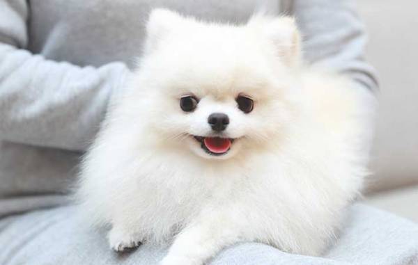 「ムキムキすぎん？」　愛犬を撮影した動画に、じわじわ笑う