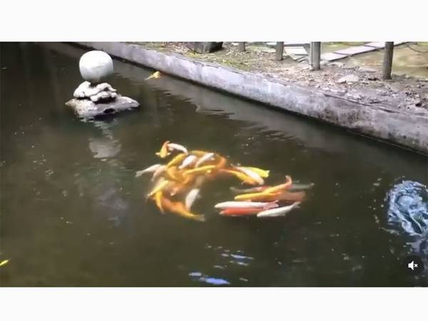 ご利益がありそう！四国の霊峰で撮影された、珍しい『鯉』の映像はコチラ