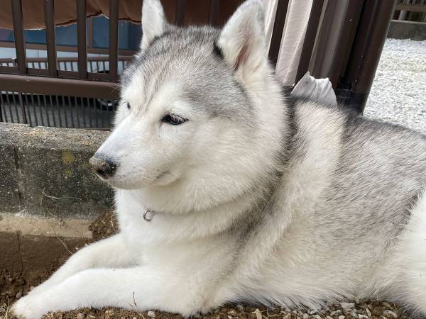ニコニコしていたハスキーが、注射後？　行動に「これは笑う」「最高の表情」
