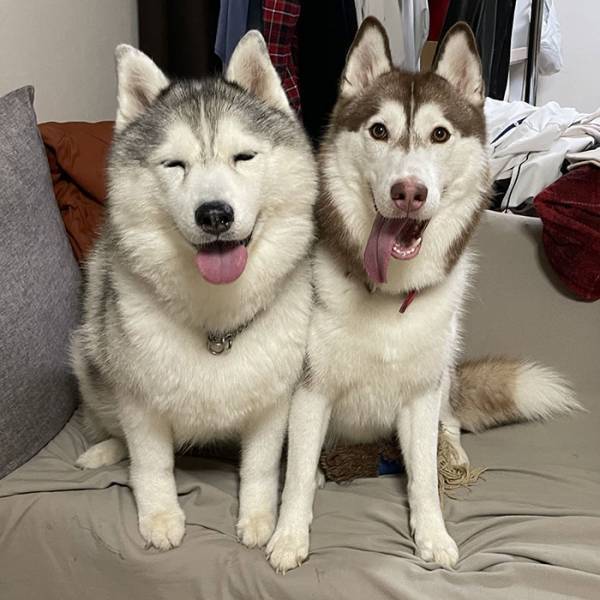 ニコニコしていたハスキーが、注射後？　行動に「これは笑う」「最高の表情」