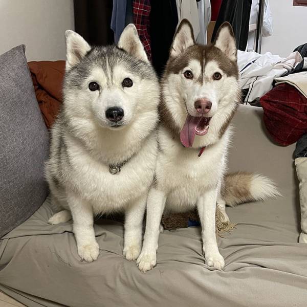 ニコニコしていたハスキーが、注射後？　行動に「これは笑う」「最高の表情」