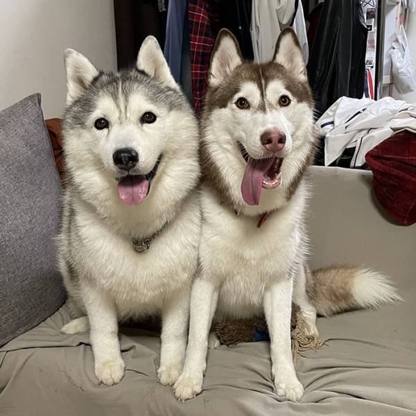 ニコニコしていたハスキーが、注射後？　行動に「これは笑う」「最高の表情」