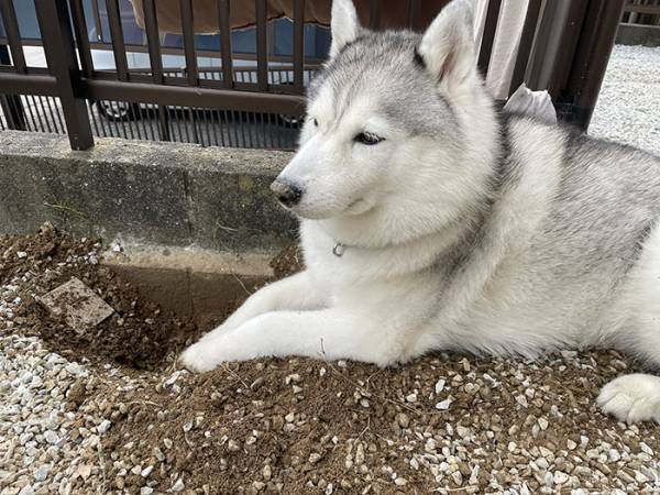 ニコニコしていたハスキーが、注射後？　行動に「これは笑う」「最高の表情」