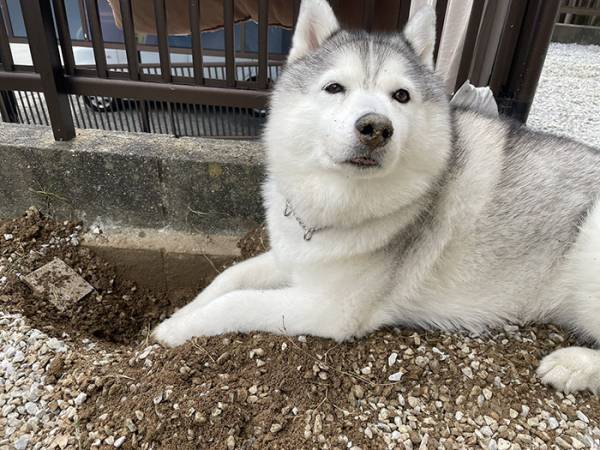 ニコニコしていたハスキーが、注射後？　行動に「これは笑う」「最高の表情」