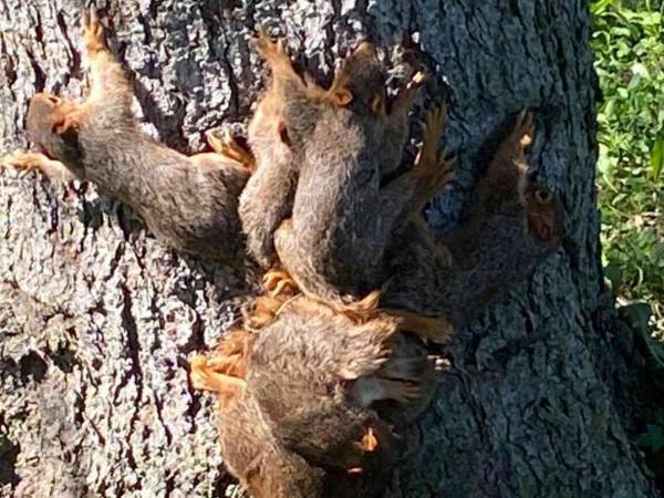 「しっぽが絡まったリスがいる！」　通報を受けて警官が駆けつけると？