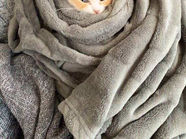 風呂上がりの子猫に『１２万いいね』！　その様子に「たまらん」「かわいすぎる」