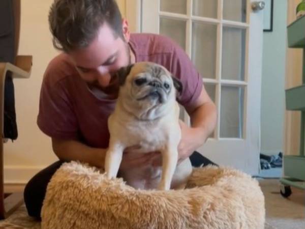 今日は起き上がるか？　パグが占うその日の運勢にハマる人が続出！