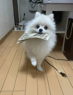 「どこから見つけてきたんだ」　犬がくわえて渡したものに、爆笑！