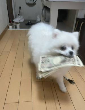 「どこから見つけてきたんだ」　犬がくわえて渡したものに、爆笑！