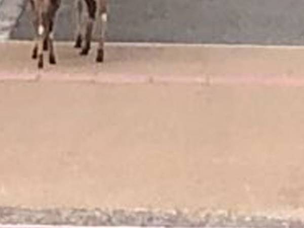 家庭裁判所への相談者を目撃　その正体に「さすが奈良県」