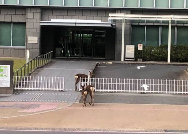 家庭裁判所への相談者を目撃　その正体に「さすが奈良県」