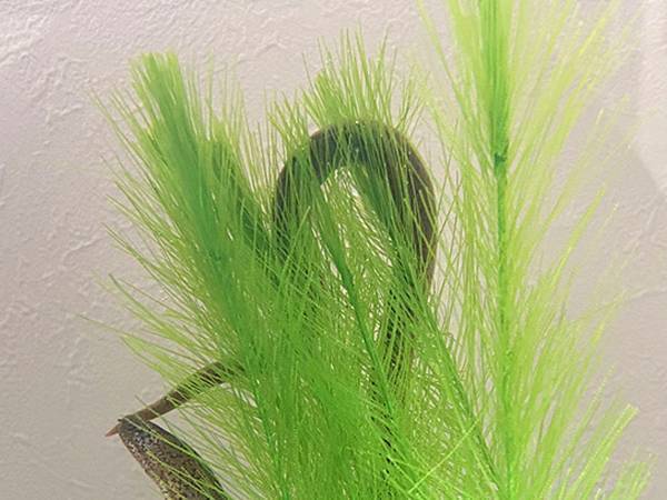 ウツボを飼ってみたらこんなだった！『ドジな姿』が「水槽のアイドル」「笑う」とウケてしまう