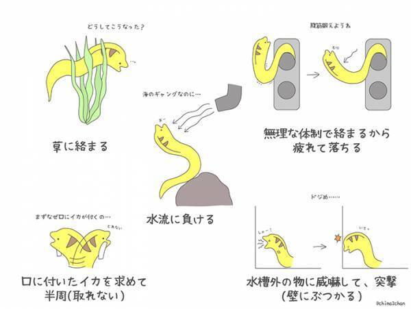 ウツボを飼ってみたらこんなだった！『ドジな姿』が「水槽のアイドル」「笑う」とウケてしまう