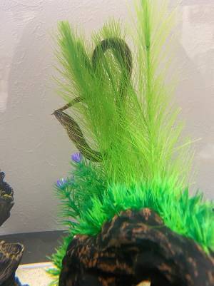 ウツボを飼ってみたらこんなだった！『ドジな姿』が「水槽のアイドル」「笑う」とウケてしまう