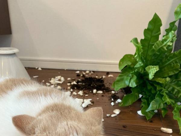 コンビニから帰宅したら部屋の中が…！　惨状を前にした猫の態度がこちら