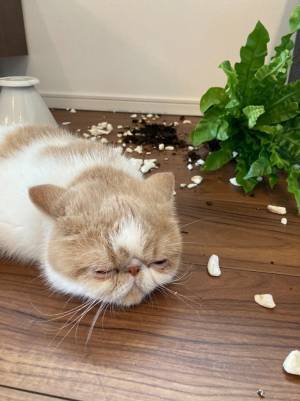 コンビニから帰宅したら部屋の中が…！　惨状を前にした猫の態度がこちら