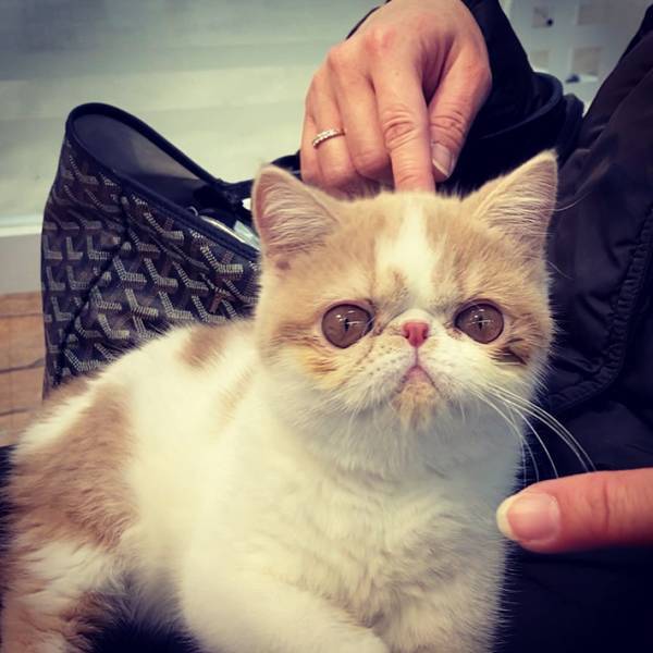 コンビニから帰宅したら部屋の中が…！　惨状を前にした猫の態度がこちら