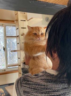 猫の態度の違いに「この差よ…」　妻に抱っこされる猫の『変化』に腹筋崩壊