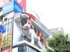新宿にある巨大猫　ふと眺めると「真の姿を見てしまった」