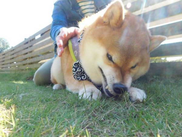柴犬の『表情』に反響　飼い主も「ドッグランで、何が…」とツッコミ