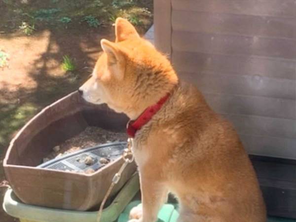 飼い主に隠れてコソコソと　柴犬の行動に「許しちゃう」「愛らしい」