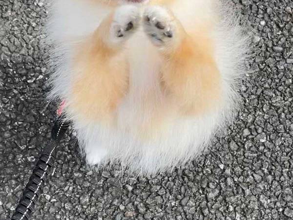 「こちらがお願いしたいレベル」　おねだりするポメラニアンの表情に悶絶