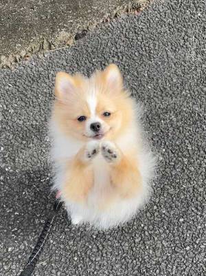 「こちらがお願いしたいレベル」　おねだりするポメラニアンの表情に悶絶