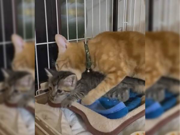 先輩猫が、じゃれる子猫に痛恨の一撃を…？　これこそまさに『先輩猫の洗礼』