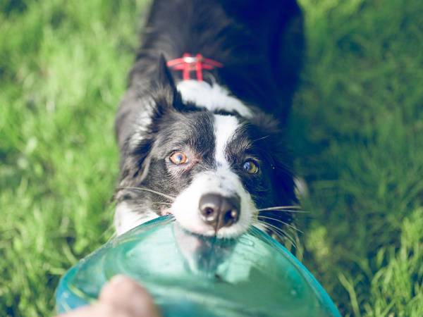 見知らぬ男性に「フリスビーを投げて！」と近寄った犬　無視されたワケは？