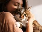 愛猫と寄り添う女性の動画に反響　「かわいすぎて悶絶」「１日中見ていられる」