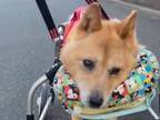 体を動かせず、寝たきりだった犬　車椅子に乗った姿に主治医も二度見の驚き！