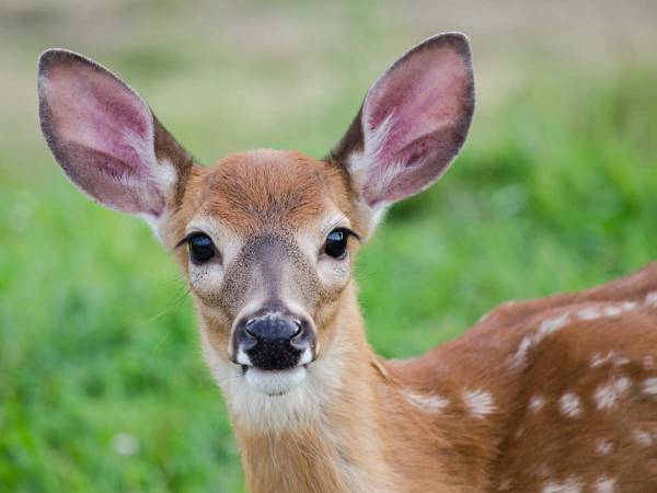 庭に現れたシカに「おはよう」と言った女性　次の瞬間？　「おとぎ話のよう」