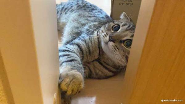 飲んでいたカルピスを見せたら…？　猫の反応に、じわじわくる