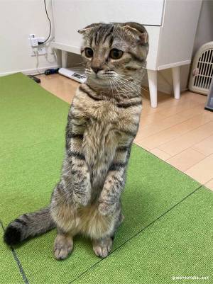 飲んでいたカルピスを見せたら…？　猫の反応に、じわじわくる