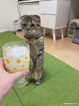 飲んでいたカルピスを見せたら…？　猫の反応に、じわじわくる