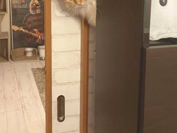 いなくなった猫を探し回った結果…撮影された『１枚』に、ツッコミが殺到！