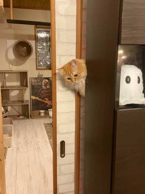 いなくなった猫を探し回った結果…撮影された『１枚』に、ツッコミが殺到！