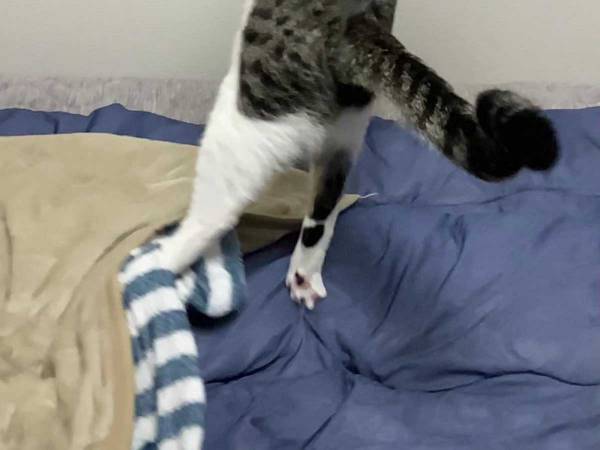 ジャンプする猫を撮影したら…　まさかの姿に「マジで？」「写真加工してない？」
