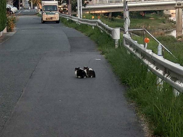 乱視のせいかと思いきや？　道端で目にした『光景』に驚きの声