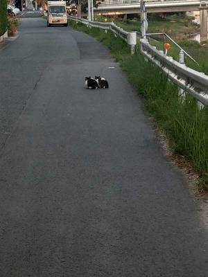 乱視のせいかと思いきや？　道端で目にした『光景』に驚きの声