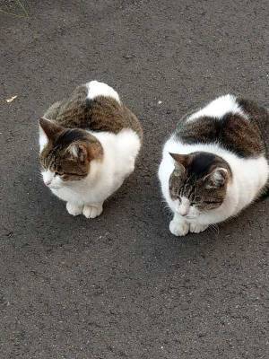 乱視のせいかと思いきや？　道端で目にした『光景』に驚きの声