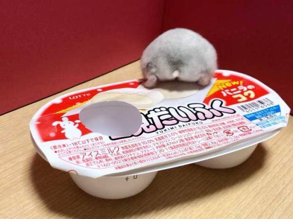 緊急事態！雪見だいふくが、脱走　逃亡中の姿がかわいすぎて、大変だ