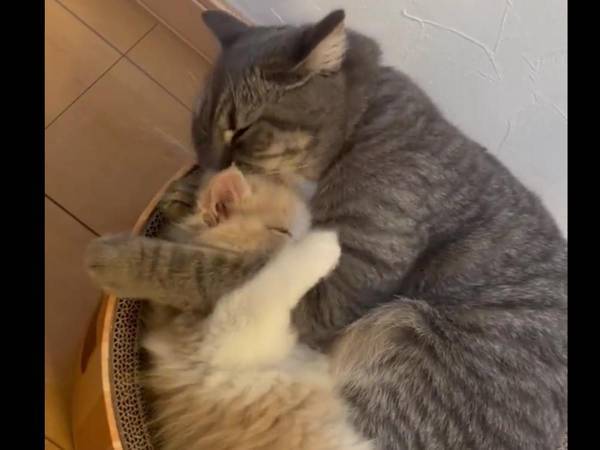 猫が『昼ドラ顔負け』のイチャつき…！　動画に「ニヤニヤした」「アツすぎ」