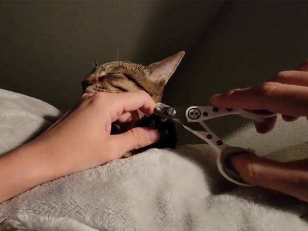 多くの人が真似できない！？　飼い主が考えた猫の爪の切り方に「可愛い」の声続出