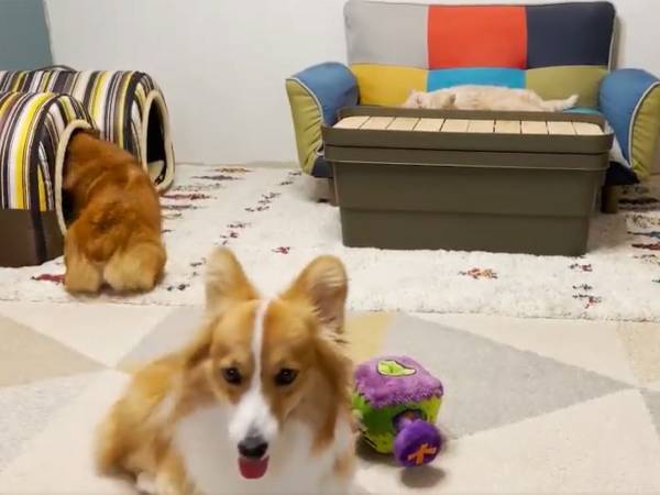 ２０秒の犬猫動画に「笑った」の声　その理由が…こちら
