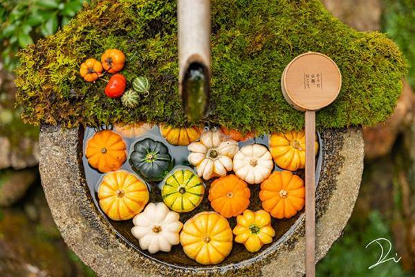 『ハロウィン手水』に感動の声が続出　「これが京都のセンスか…」「心が洗われる」