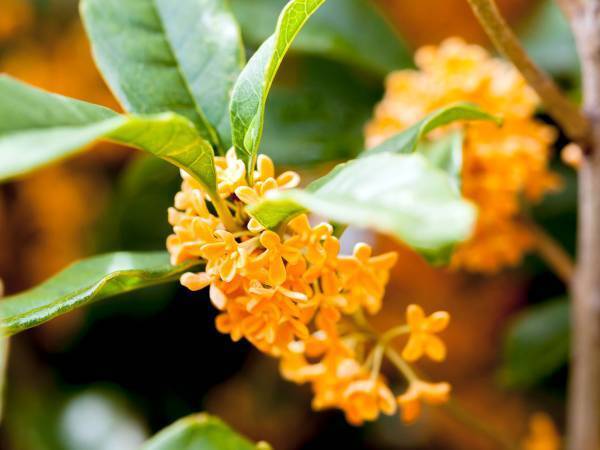 「身近にあるのに初めて見た」「すごい衝撃」　金木犀の断面に、驚愕の声続出！